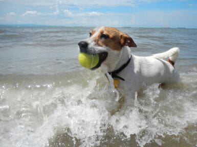 Paw-some dog beaches