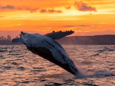 Have a whale of a time at Ingenia Holidays