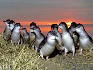 Ingenia Holidays Phillip Island Penguins