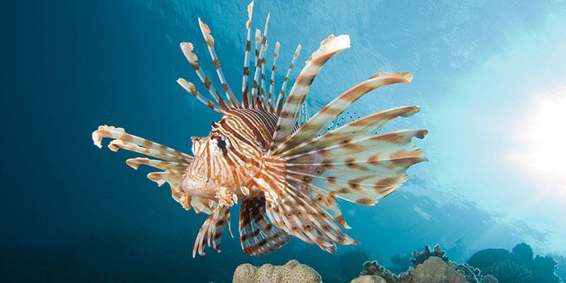 Keep an eye out for lion fish when diving the HMAS Brisbane