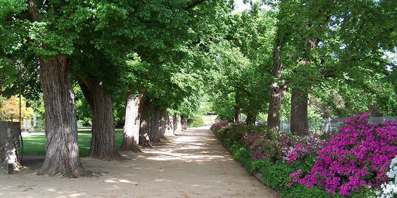 Stroll under the grand old trees at the Albury Botanic Gardens