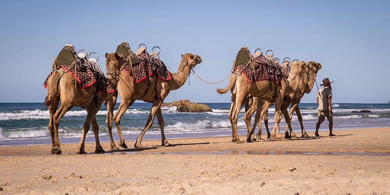 Camels walking along Lighthouse Beach