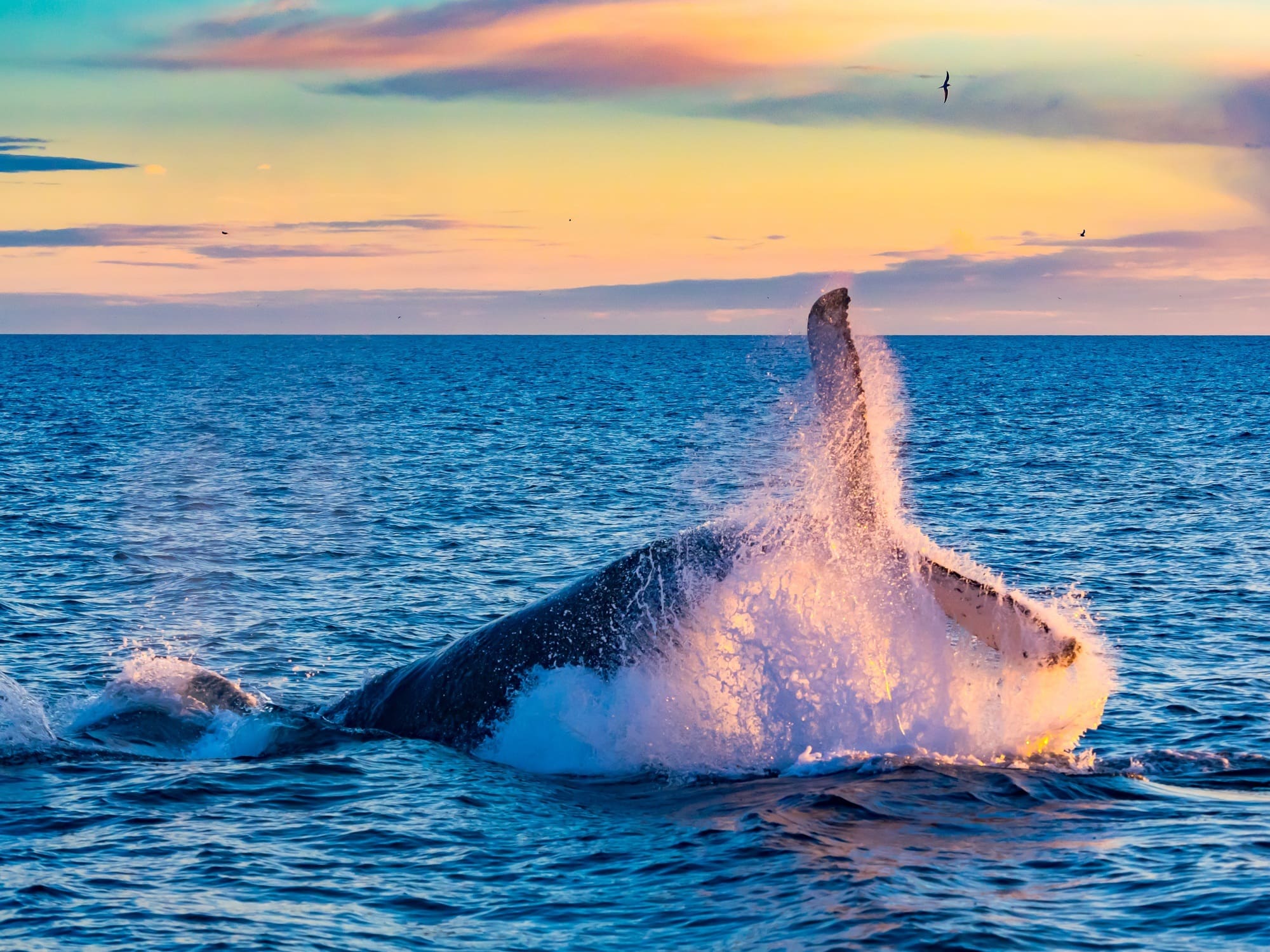 Best spots for whale watching in winter