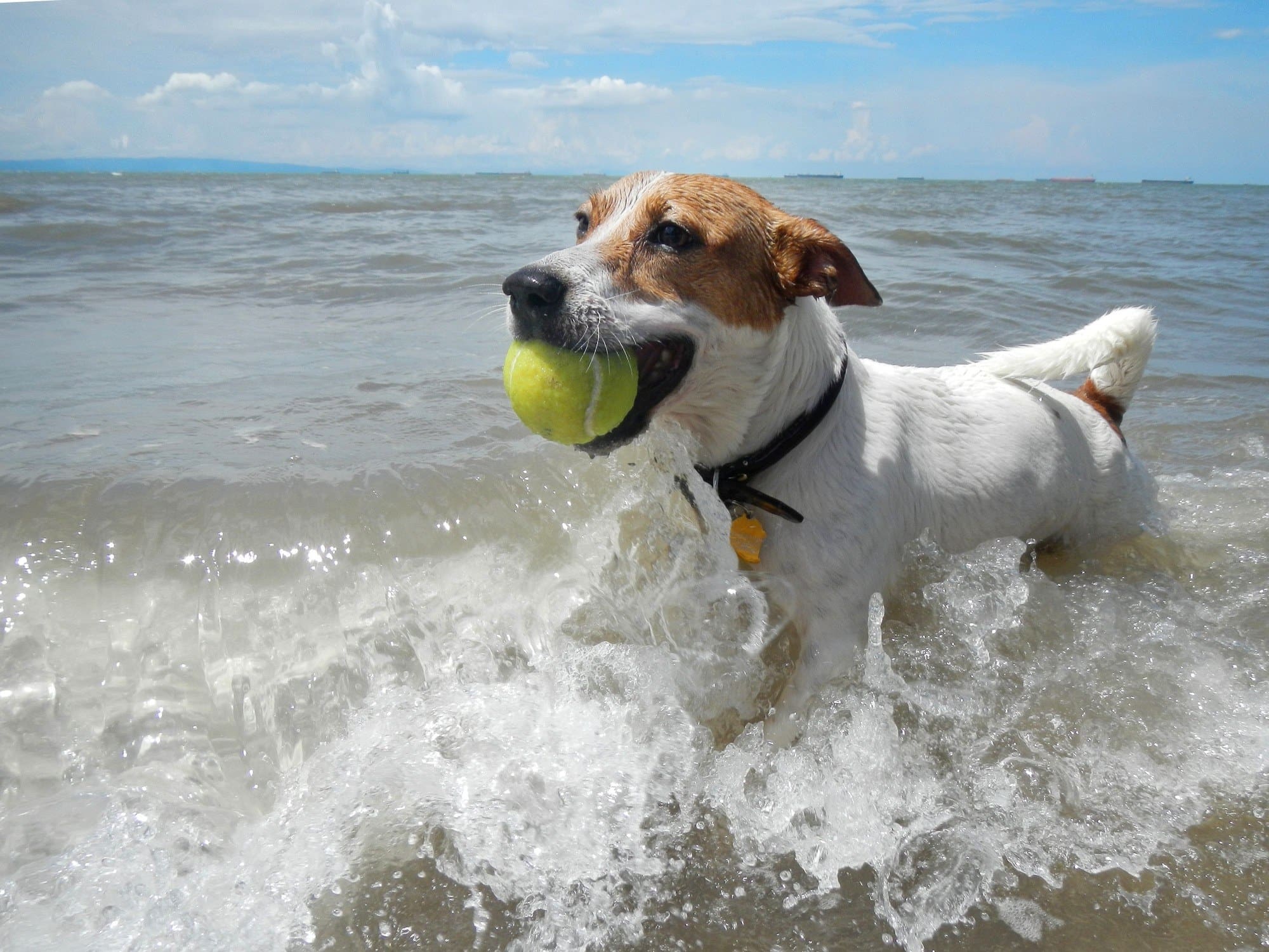 Paw-some dog beaches