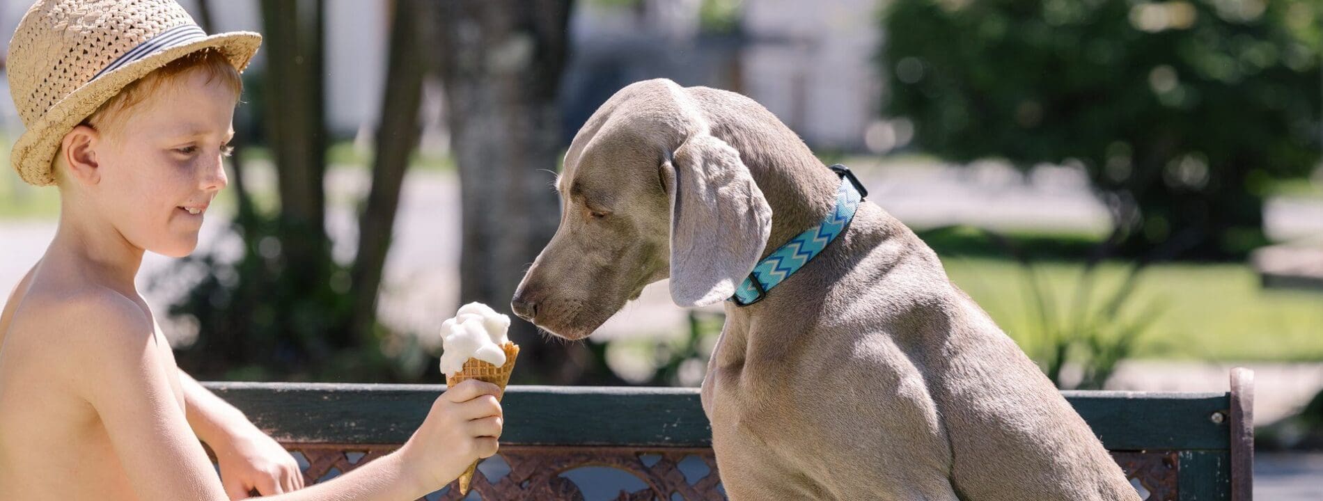Ingenia Holidays Pet Friendly Holidays Parks - Boy feeding dog ice cream